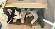 Dex is registered to the contest to win money with this photo: cat, cardboard_box, black_and_white, curious, indoor, tile_floor, pet, animal, feline, playful, cozy, hiding, whiskers, ears, paws, tail, domestic, cute, resting, home