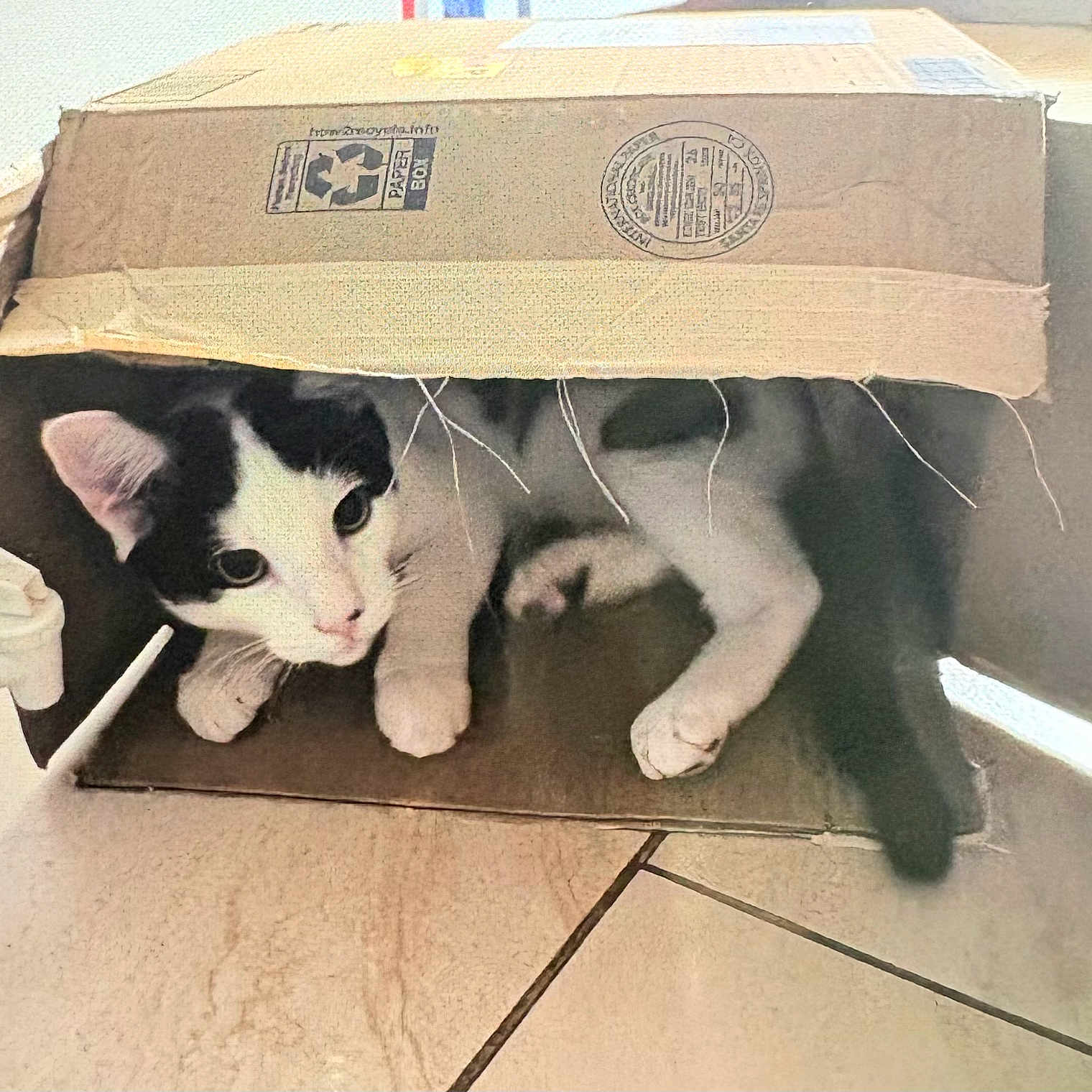 Dex is registered to the contest to win money with this photo: cat, cardboard_box, black_and_white, curious, indoor, tile_floor, pet, animal, feline, playful, cozy, hiding, whiskers, ears, paws, tail, domestic, cute, resting, home