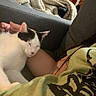 animal, arm, black_markings, blanket, casual, cat, closeup, comfort, companion, couch, cozy, feline, human, indoor, nap, pet, relaxing, resting, sleeping, white_cat