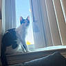 Dex is registered to the contest to win money with this photo: cat, windowsill, window, vertical_blinds, indoor, daylight, black_and_white, pet, animal, curious, silhouette, feline, sunlight, home, cozy, domestic, looking, quiet, resting, shadow
