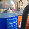 Dex joined the competition — help win amazing prizes! cat, kitchen, counter, bottle, kettle, black_and_white, indoor, appliance, sink, tap, cabinet, curious, pet, domestic, household, object, background, container, still_life, feline