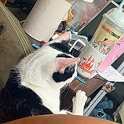 Dex is registered to the contest to win money with this photo: cat, black_and_white, feline, indoor, table, lamp, drink_cup, anime_art, disneyland_mug, clutter, furniture, couch, curious, pet, domestic_animal, household_items, paper, toy, relaxing, cozy