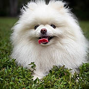 Sadie joined the competition — help win amazing prizes! dog, white_dog, fluffy, pomeranian, pet, animal, canine, tongue_out, smiling, portrait, close_up, outdoor, grass, greenery, fur, long_hair, cute, happy, centered, nature
