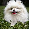 dog, white_dog, fluffy, pomeranian, pet, animal, canine, tongue_out, smiling, portrait, close_up, outdoor, grass, greenery, fur, long_hair, cute, happy, centered, nature