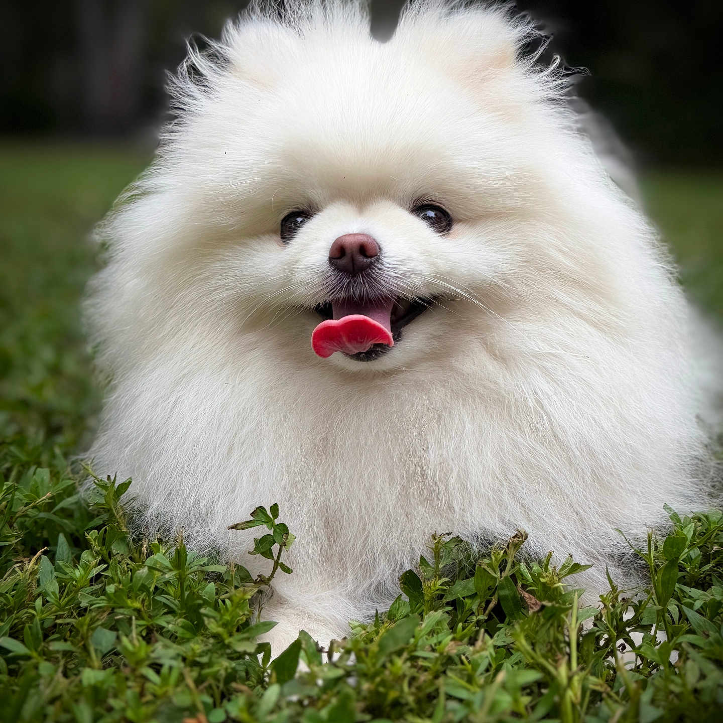 Sadie joined the competition — help win amazing prizes! dog, white_dog, fluffy, pomeranian, pet, animal, canine, tongue_out, smiling, portrait, close_up, outdoor, grass, greenery, fur, long_hair, cute, happy, centered, nature