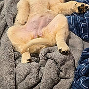 Poppy is registered to the contest to win money with this photo: puppy, dog, sleeping, blanket, cozy, fur, paw, cute, indoors, resting, canine, soft, comfort, pet, animal, relaxation, fluffy, napping, warm, young