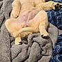 puppy, dog, sleeping, blanket, cozy, fur, paw, cute, indoors, resting, canine, soft, comfort, pet, animal, relaxation, fluffy, napping, warm, young