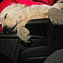 Poppy joined the competition — help win amazing prizes! dog, sleeping, blanket, red, car_interior, paw, fur, relaxation, cozy, nap, leather_seat, quilted, comfort, animal, pet, resting, indoor, dark_background, closeup, calm