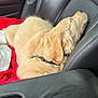 Poppy joined the competition — help win amazing prizes! dog, puppy, golden_retriever, sleeping, car_interior, car_seat, leather_seat, seatbelt, blanket, red_blanket, black_leather, pet, animal, nap, resting, collar, cozy, domestic_animal, indoor, transportation