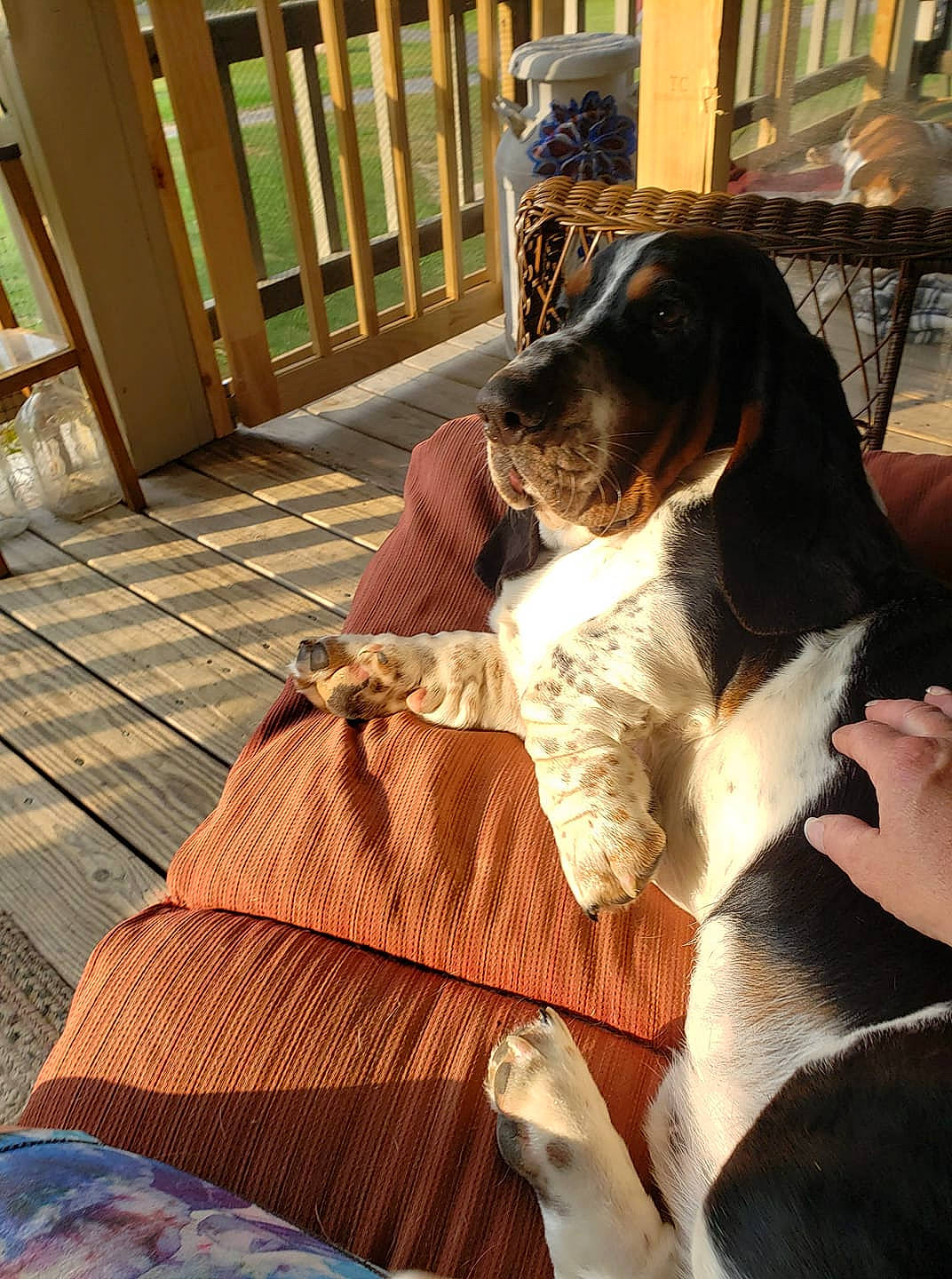 Amos joined the competition — help win amazing prizes! basset_artesien_normand, basset_hound, canidae, carnivore, coonhound, dog, dog_breed, hound, pointer, scent_hound, schweizer_laufhund, sporting_group, treeing_walker_coonhound