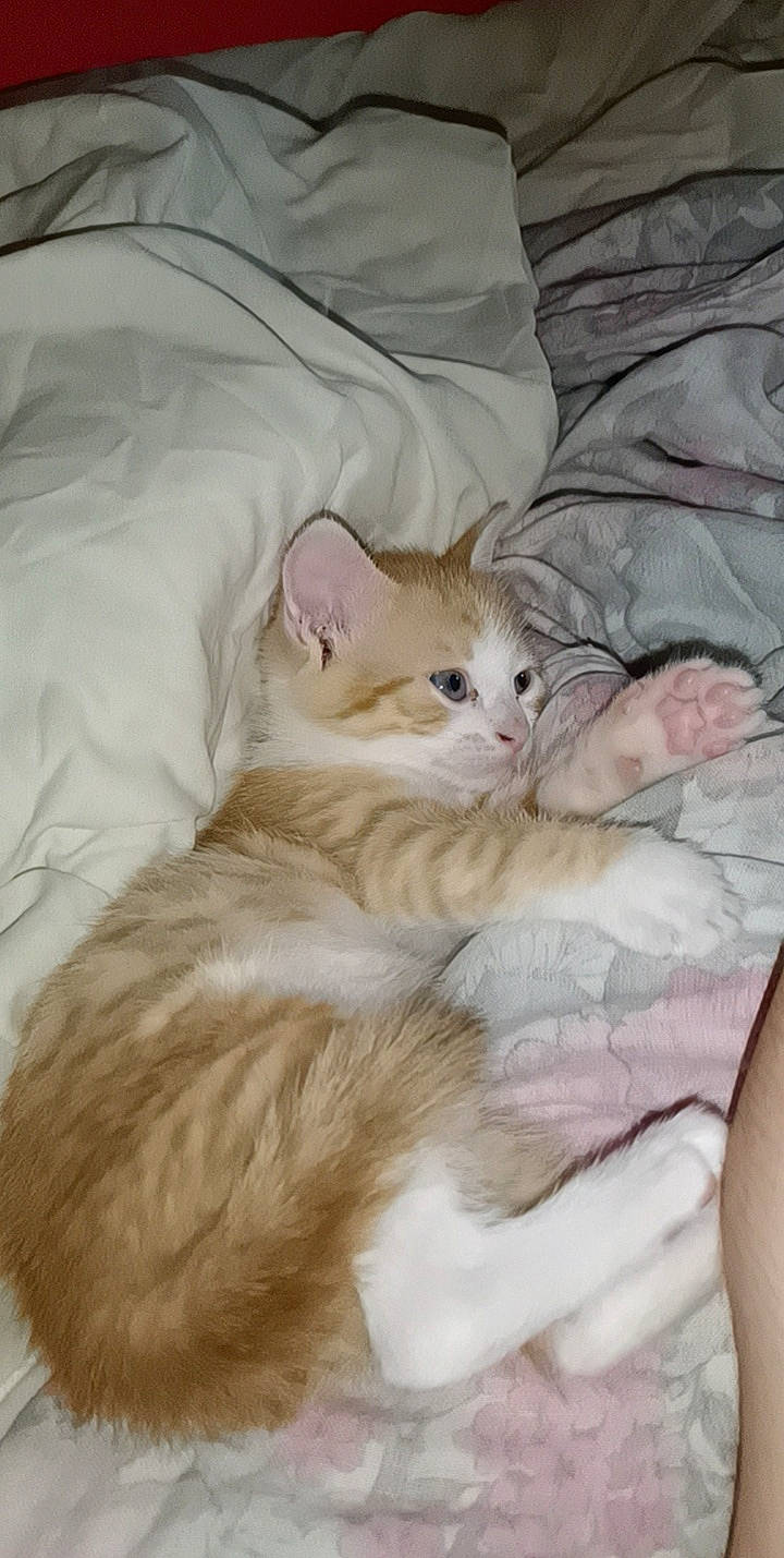 Simba a rejoint le concours — aidez-le/la à gagner de superbes lots ! bed, bed_sheet, bedding, carnivore, cat, claw, comfort, duvet, fawn, felidae, fur, linens, nap, paw, small_to_medium_sized_cats, tail, whiskers