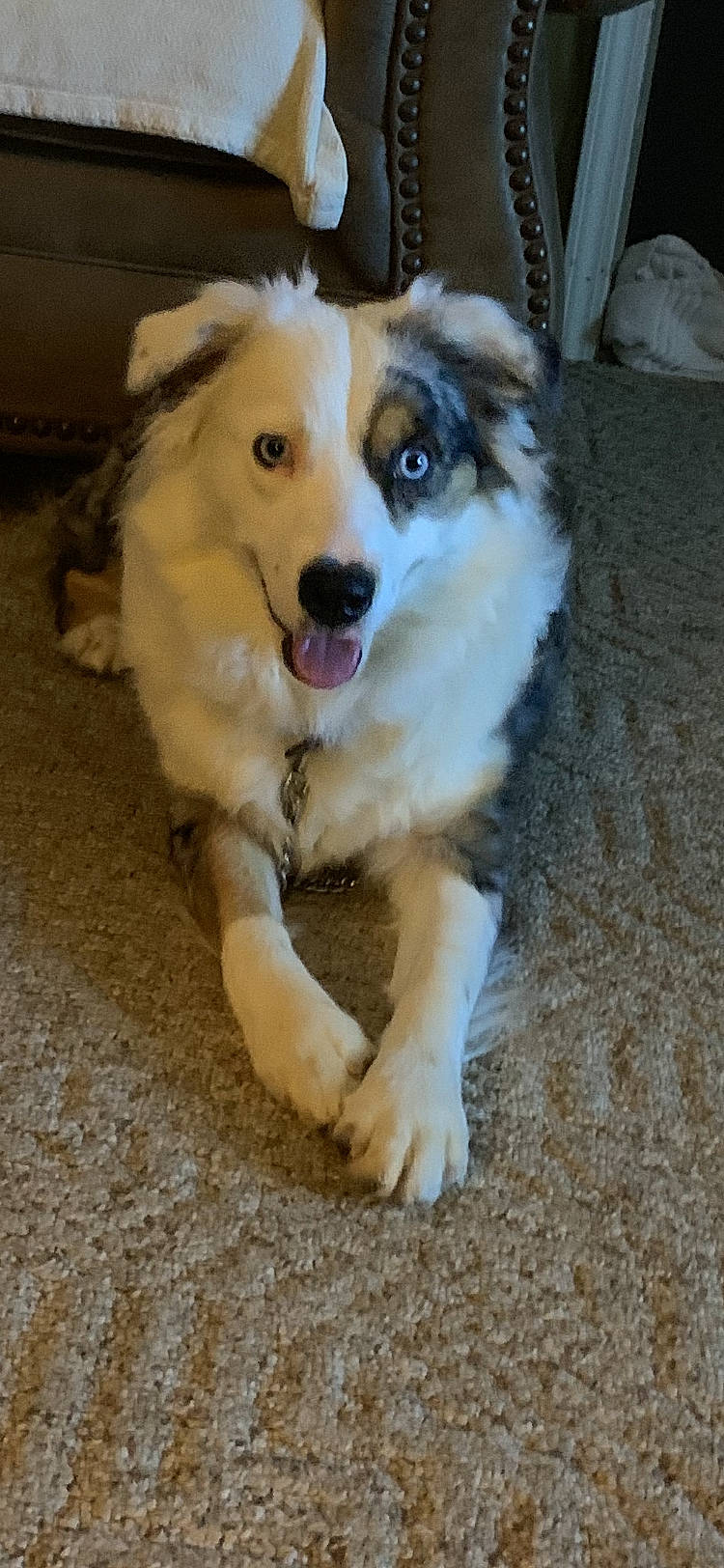 Apachewillow is registered to the contest to win money with this photo: ancient_dog_breeds, canidae, carnivore, companion_dog, dog, dog_breed, fawn, fur, herding_dog, sporting_group, terrestrial_animal, whiskers, working_animal, working_dog