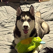 Kilo is registered to the contest to win money with this photo: dog, husky, pet, bed, plush_toy, green_toy, indoor, animal, canine, happy, smiling, fur, ears, bedroom, blanket, comfort, toy, playful, resting, domestic