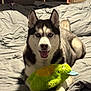 dog, husky, pet, bed, plush_toy, green_toy, indoor, animal, canine, happy, smiling, fur, ears, bedroom, blanket, comfort, toy, playful, resting, domestic