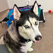 Kilo is registered to the contest to win money with this photo: animal, basketball, blanket, blue_eyes, canine, carpet, collar, companion, cute, dog, ears, floor, fur, household, indoor, looking_up, nose, pet_bed, siberian_husky, tongue