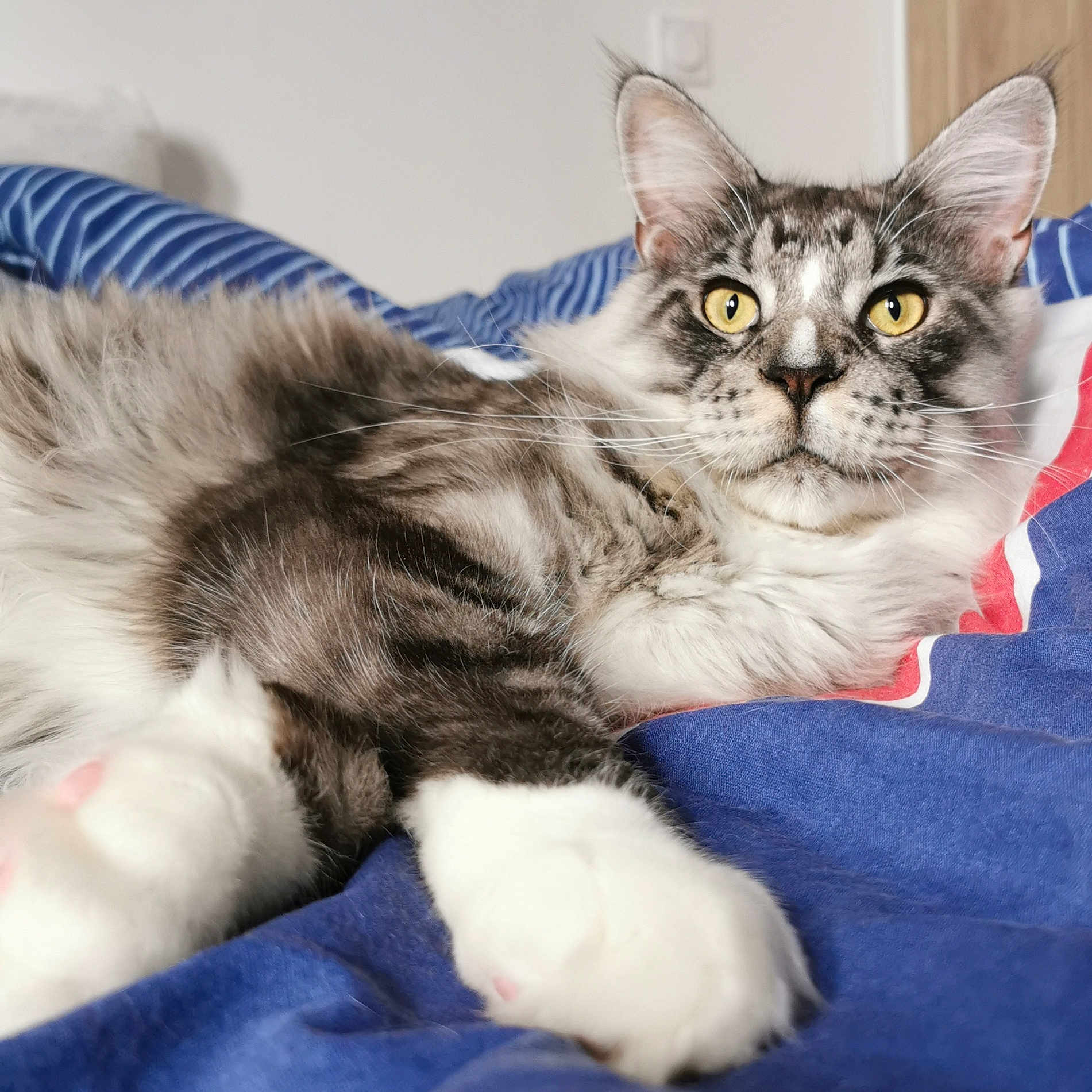 Ulix participe au concours pour gagner de l'argent avec cette photo : abyssinian, angora, animal, bed, blanket, cat, couch, egyptiancat, furniture, kitten, manx, pet, siamese