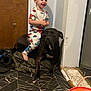 Blaize is registered to the contest to win money with this photo: child, toddler, dog, pajamas, indoor, floor, tile_floor, door, black_dog, happy, smiling, barefoot, clothing, animal, pet, person, wooden_door, wall, corner, bucket