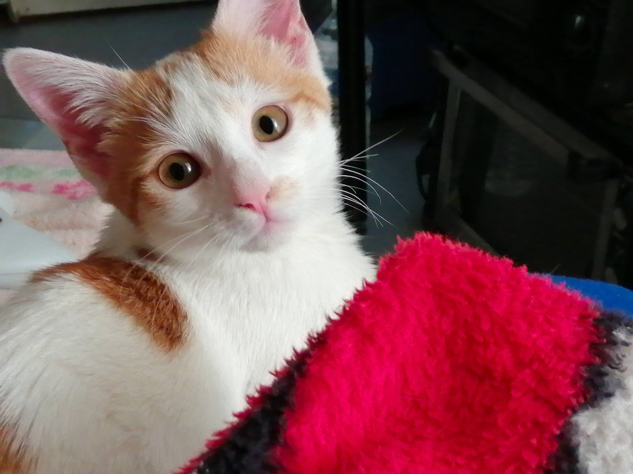 Chanel a rejoint le concours — aidez-le/la à gagner de superbes lots ! aegean_cat, american_wirehair, asian, carnivore, cat, colorpoint_shorthair, domestic_short_haired_cat, european_shorthair, felidae, fur, german_rex, kitten, mammal, ojos_azules, polydactyl_cat, small_to_medium_sized_cats, tail, turkish_angora, turkish_van, whiskers