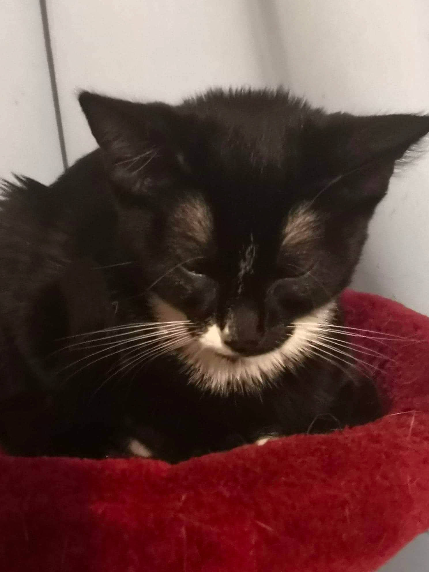Xena a rejoint le concours — aidez-le/la à gagner de superbes lots ! asian, black, black_cat, carnivore, cat, domestic_long_haired_cat, domestic_short_haired_cat, felidae, fur, kitten, mammal, nap, small_to_medium_sized_cats, snout, whiskers
