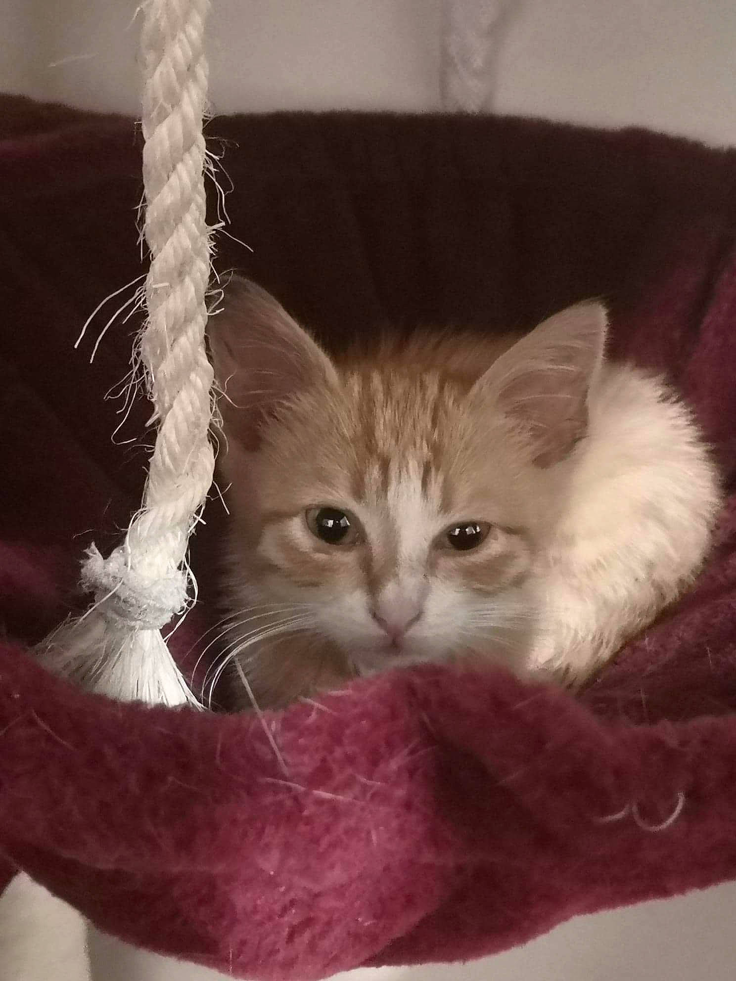 Xena participe au concours pour gagner de l'argent avec cette photo : asian, carnivore, cat, domestic_short_haired_cat, fawn, felidae, fur, kitten, maine_coon, mammal, norwegian_forest_cat, ragamuffin, ragdoll, small_to_medium_sized_cats, turkish_angora, whiskers