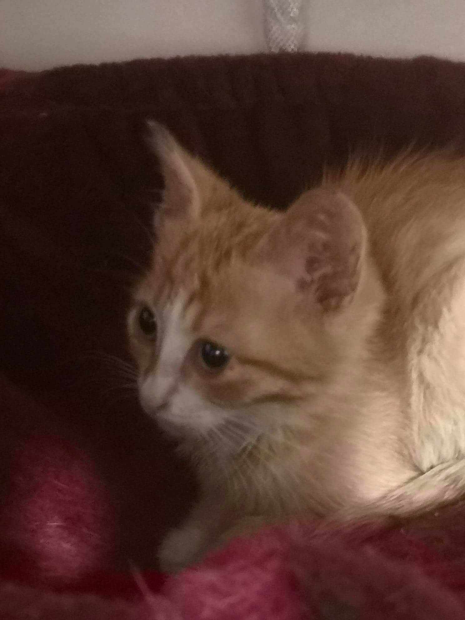 Xena participe au concours pour gagner de l'argent avec cette photo : british_semi_longhair, carnivore, cat, domestic_long_haired_cat, eye, fawn, felidae, fur, kitten, mammal, munchkin, norwegian_forest_cat, ojos_azules, ragamuffin, ragdoll, small_to_medium_sized_cats, snout, turkish_angora, vertebrate, whiskers