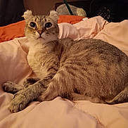Daisy Mae joined the competition — help win amazing prizes! cat, bed, blanket, orange, peach, fur, pet, animal, curled_ears, wide_eyes, indoor, resting, cute, tabby, soft_fabric, comfortable, relaxed, feline, domestic_animal, cozy