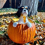 Milo is registered to the contest to win money with this photo: dog, puppy, pumpkin, leaf, autumn, fall, outdoor, grass, tree, sunlight, pet, cute, animal, nature, seasonal, yard, fence, brown, orange, white
