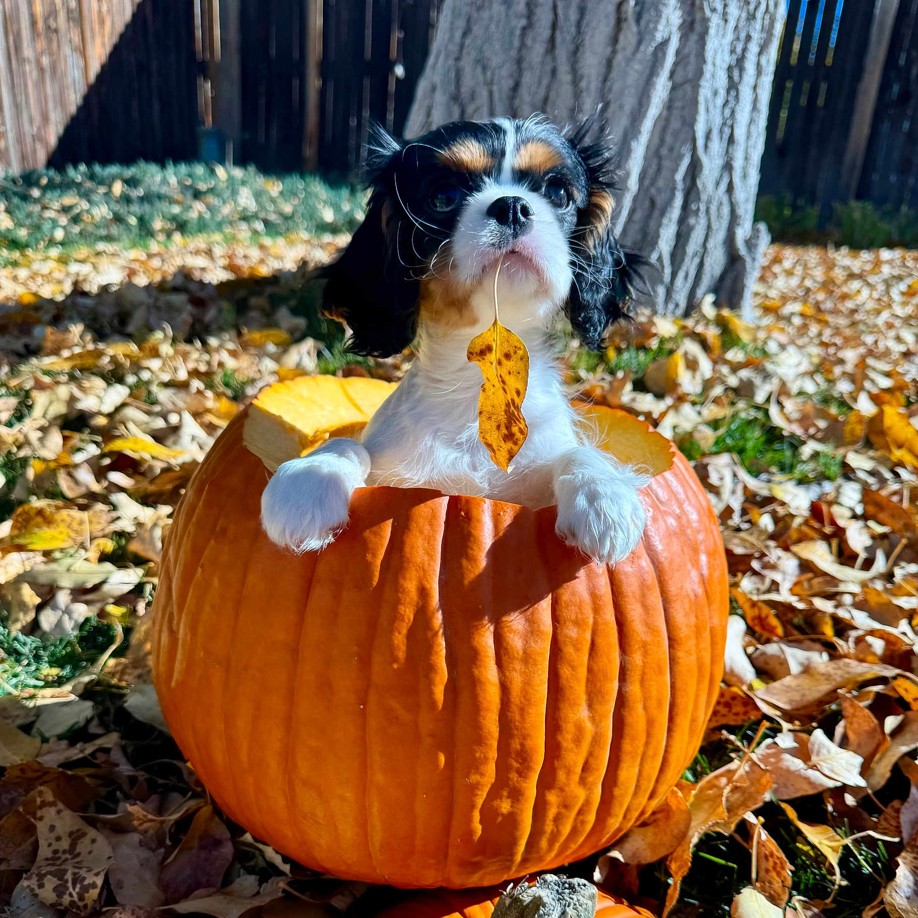 Milo is registered to the contest to win money with this photo: animal, autumn, brown, cute, dog, fall, fence, grass, leaf, nature, orange, outdoor, pet, pumpkin, puppy, seasonal, sunlight, tree, white, yard