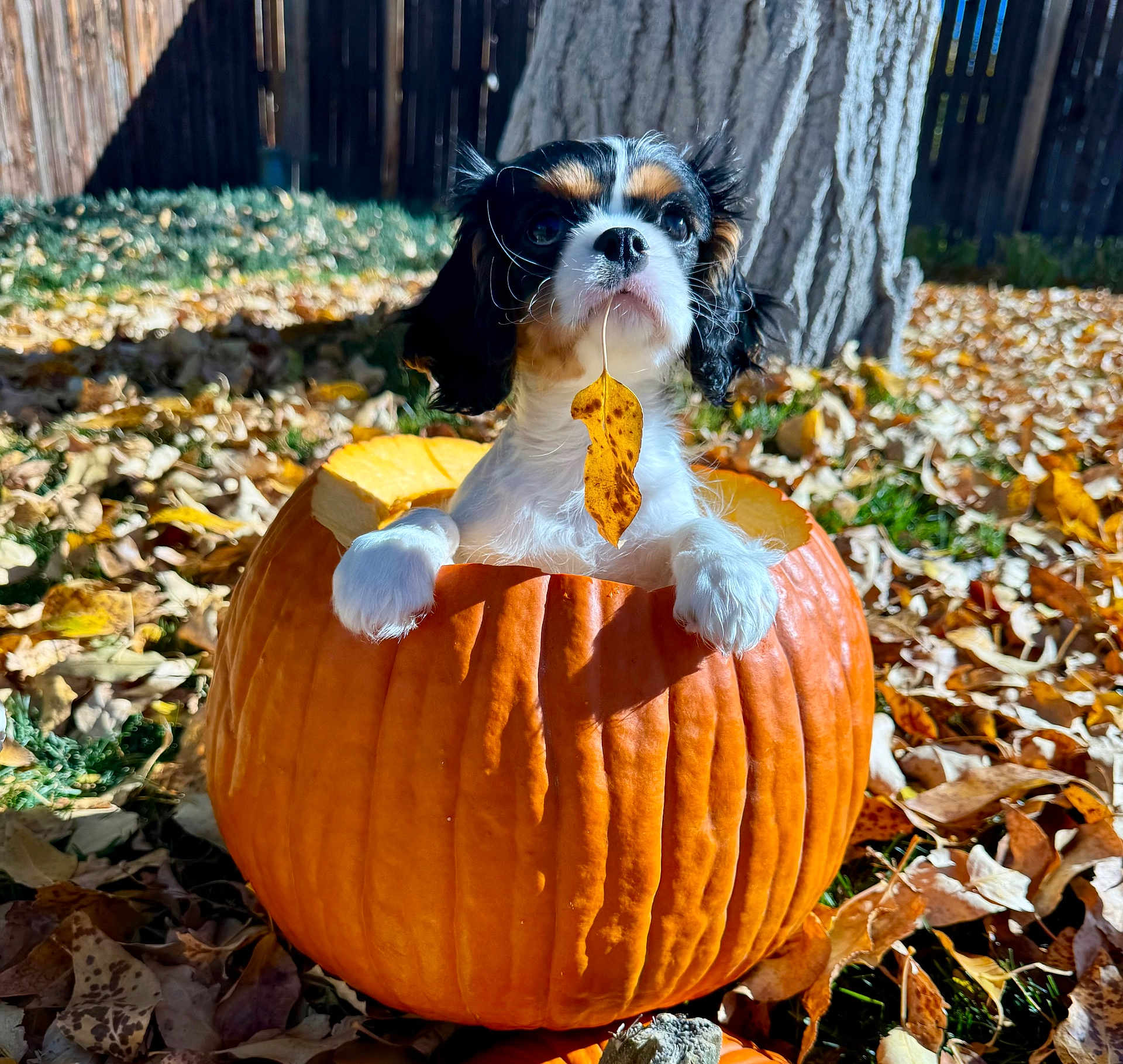 Milo is registered to the contest to win money with this photo: dog, puppy, pumpkin, leaf, autumn, fall, outdoor, grass, tree, sunlight, pet, cute, animal, nature, seasonal, yard, fence, brown, orange, white