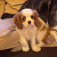 Aslan a rejoint le concours — aidez-le/la à gagner de superbes lots ! puppy, dog, cat, tabby_cat, couch, indoor, pet, fluffy, cozy, beige, fur, animal, companion, relaxed, cute, small_dog, sitting, ears, brown_and_white, domestic_animal