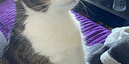 Moumousse participe au concours pour gagner de l'argent avec cette photo : cat, tabby, white_fur, pet, animal, indoor, purple_blanket, furniture, table, cup, living_room, curious, sitting, whiskers, closeup, domestic, household, cozy, fur, paw