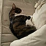 Moumousse participe au concours pour gagner de l'argent avec cette photo : cat, tabby, sleeping, bed, blanket, comforter, feline, indoor, cozy, resting, fur, whiskers, pet, animal, domestic, relaxing, cute, warm, soft, nap