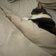 Moumousse participe au concours pour gagner de l'argent avec cette photo : cat, sleeping, blanket, bed, cozy, feline, resting, indoor, fur, tabby, comfort, cute, animal, pet, domestic, relaxation, snuggled, warm, peaceful, soft