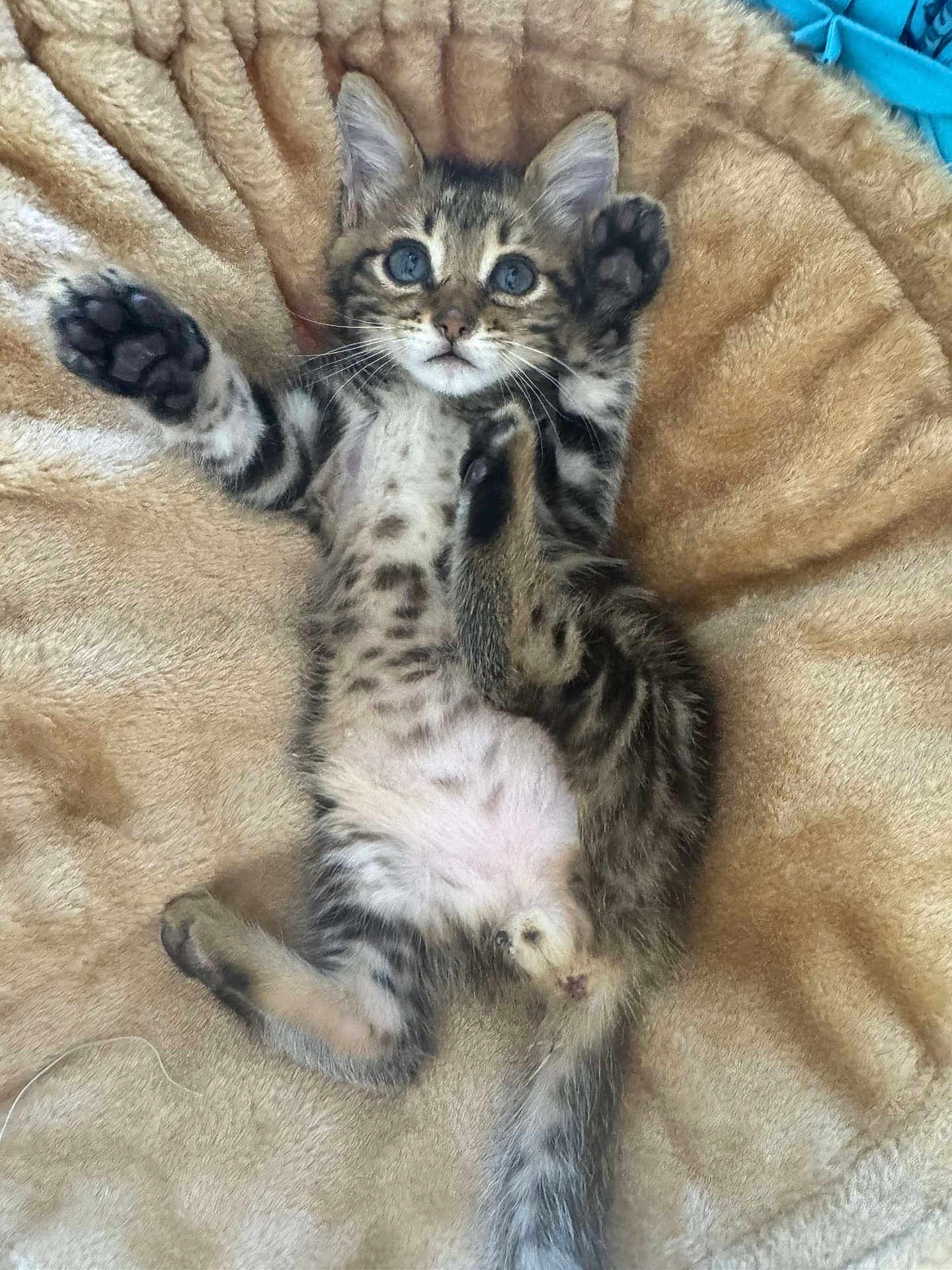 Moogli a rejoint le concours — aidez-le/la à gagner de superbes lots ! kitten, cat, pet, feline, animal, cute, lying_down, paws, fur, striped, tabby, soft, blanket, indoor, young, playful, relaxed, whiskers, curious, adorable