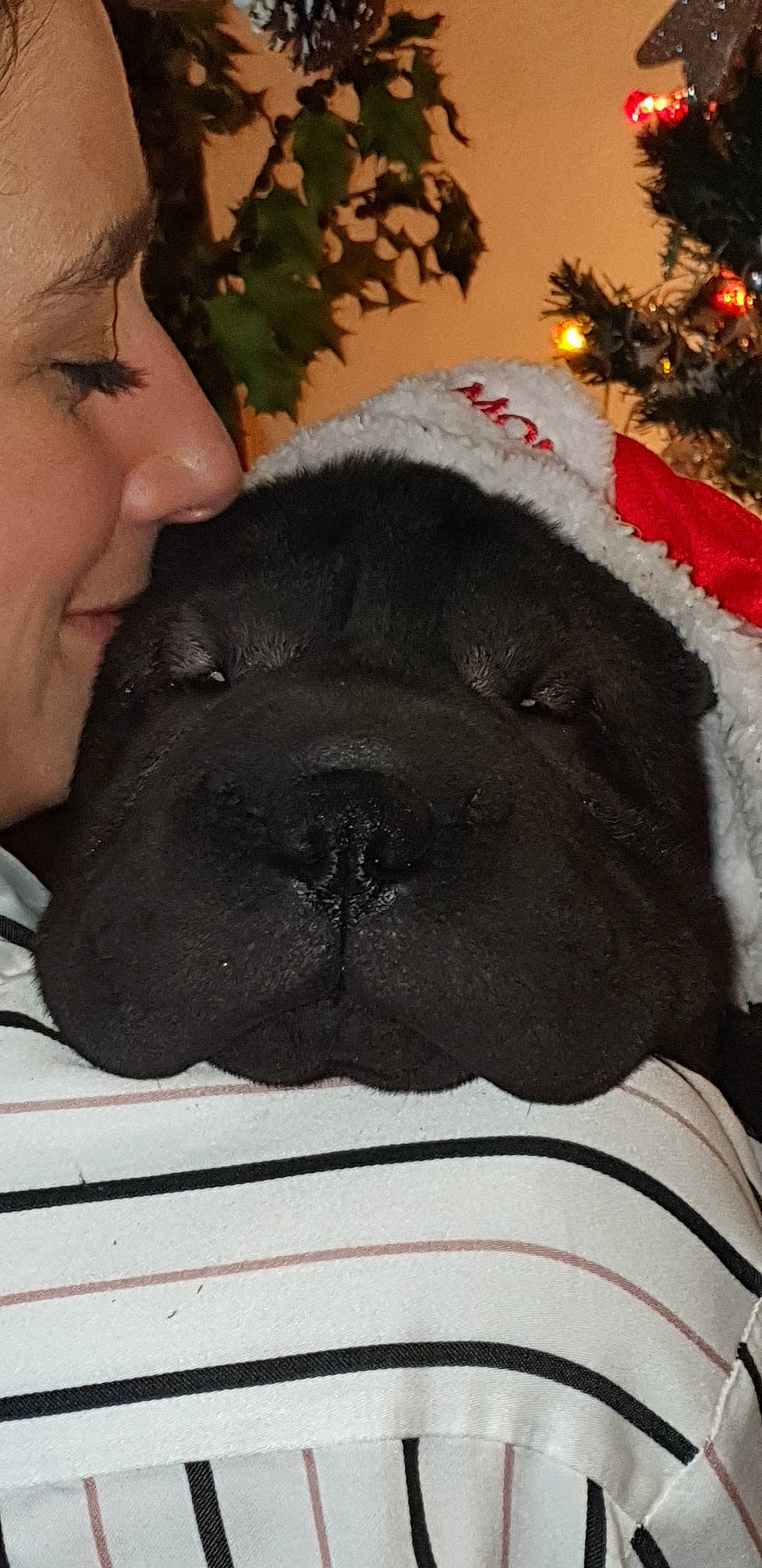 Samba participe au concours pour gagner de l'argent avec cette photo : canidae, carmine, carnivore, christmas, christmas_decoration, christmas_eve, christmas_ornament, companion_dog, dog, dog_breed, fawn, fur, holiday, interaction, love, mammal, skin, snout, sporting_group, working_animal