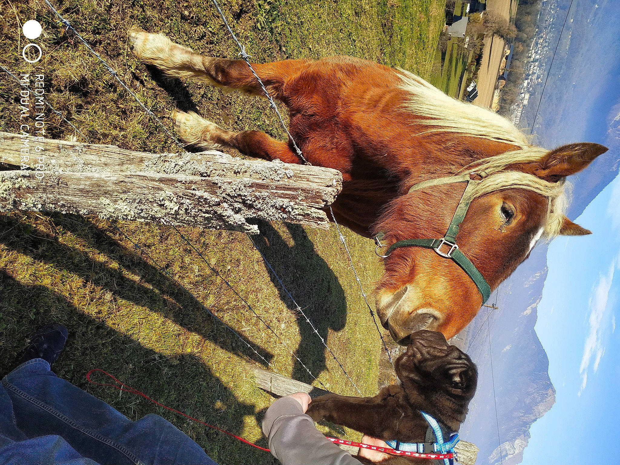 Samba participe au concours pour gagner de l'argent avec cette photo : bridle, horse, horse_supplies, horse_tack, liver, livestock, mammal, mane, mare, organism, pony, rein, snout, sorrel, stallion, vertebrate, wildlife