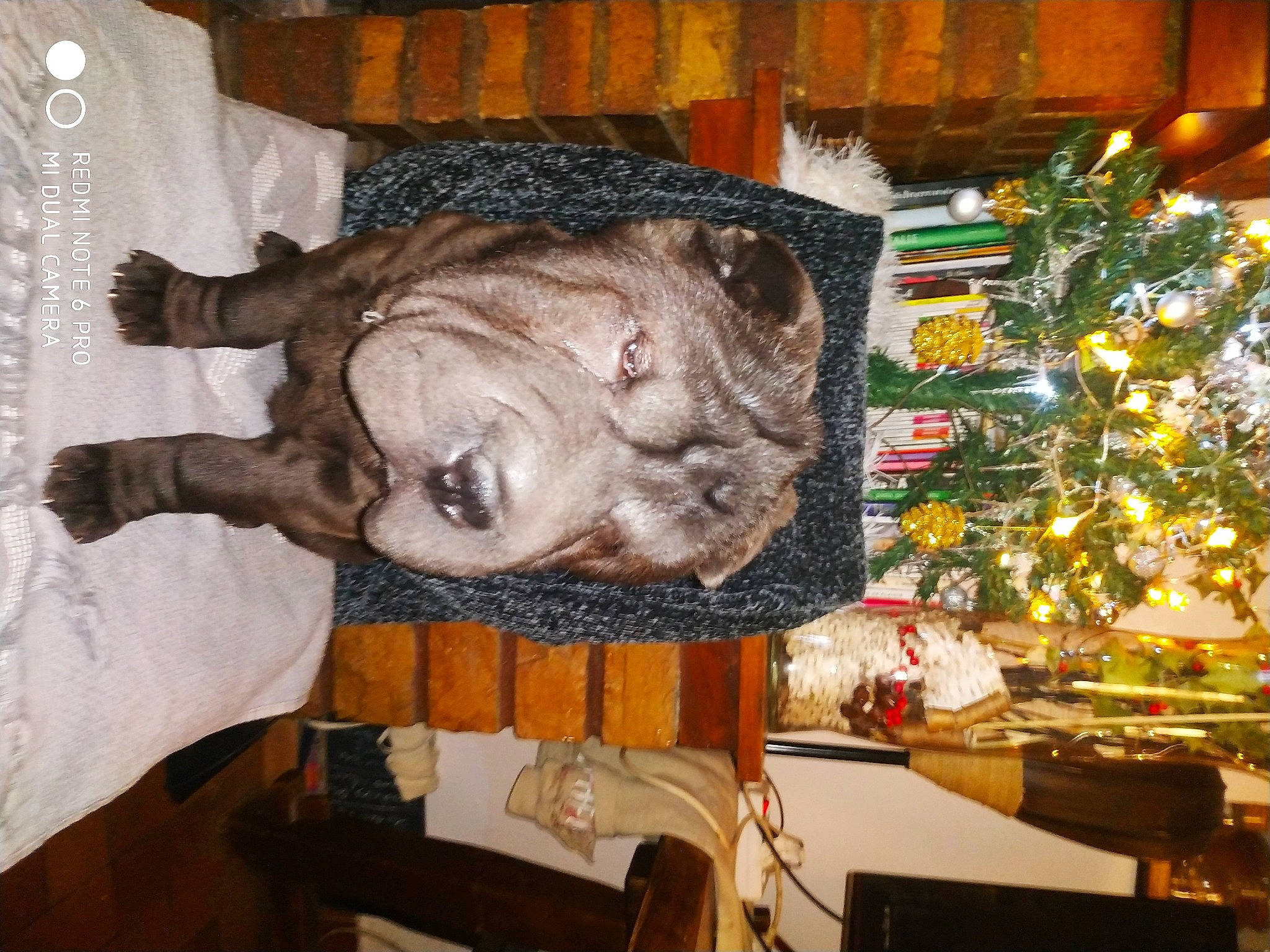 Samba a rejoint le concours — aidez-le/la à gagner de superbes lots ! canidae, carnivore, christmas, christmas_decoration, christmas_eve, christmas_ornament, christmas_tree, companion_dog, conifer, dog, dog_breed, fawn, fur, holiday, interior_design, ornament, snout, sporting_group, terrestrial_animal, working_animal