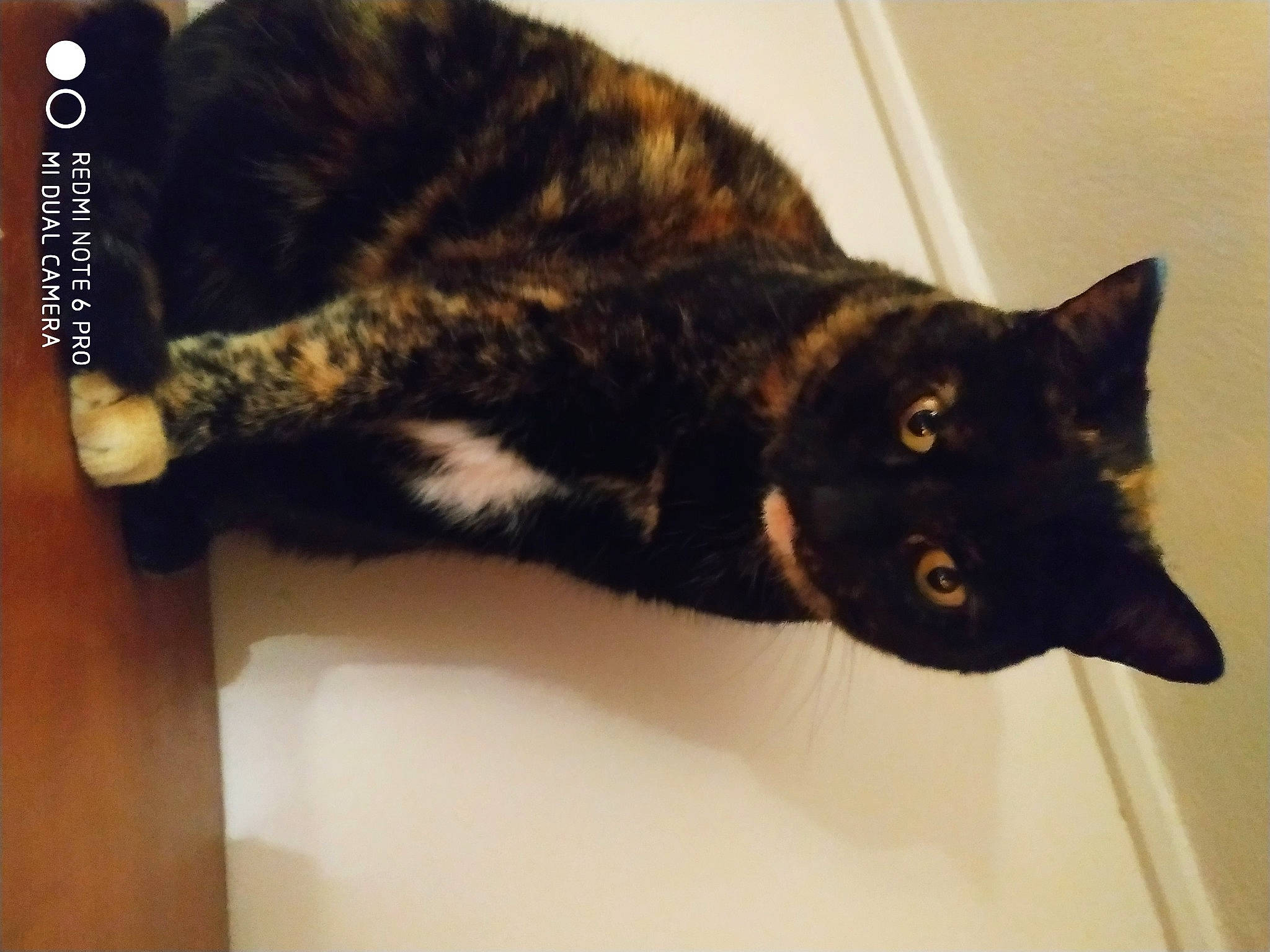 Sachat participe au concours pour gagner de l'argent avec cette photo : asian, black_cat, carnivore, cat, domestic_short_haired_cat, ear, european_shorthair, eye, felidae, fur, german_rex, kitten, small_to_medium_sized_cats, tail, whiskers