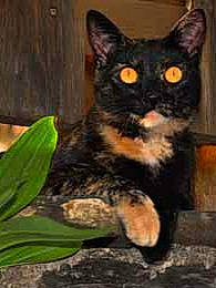 Sachat a rejoint le concours — aidez-le/la à gagner de superbes lots ! asian, black_cat, bombay, carnivore, cat, domestic_short_haired_cat, european_shorthair, felidae, german_rex, mammal, plant, small_to_medium_sized_cats, vertebrate, whiskers