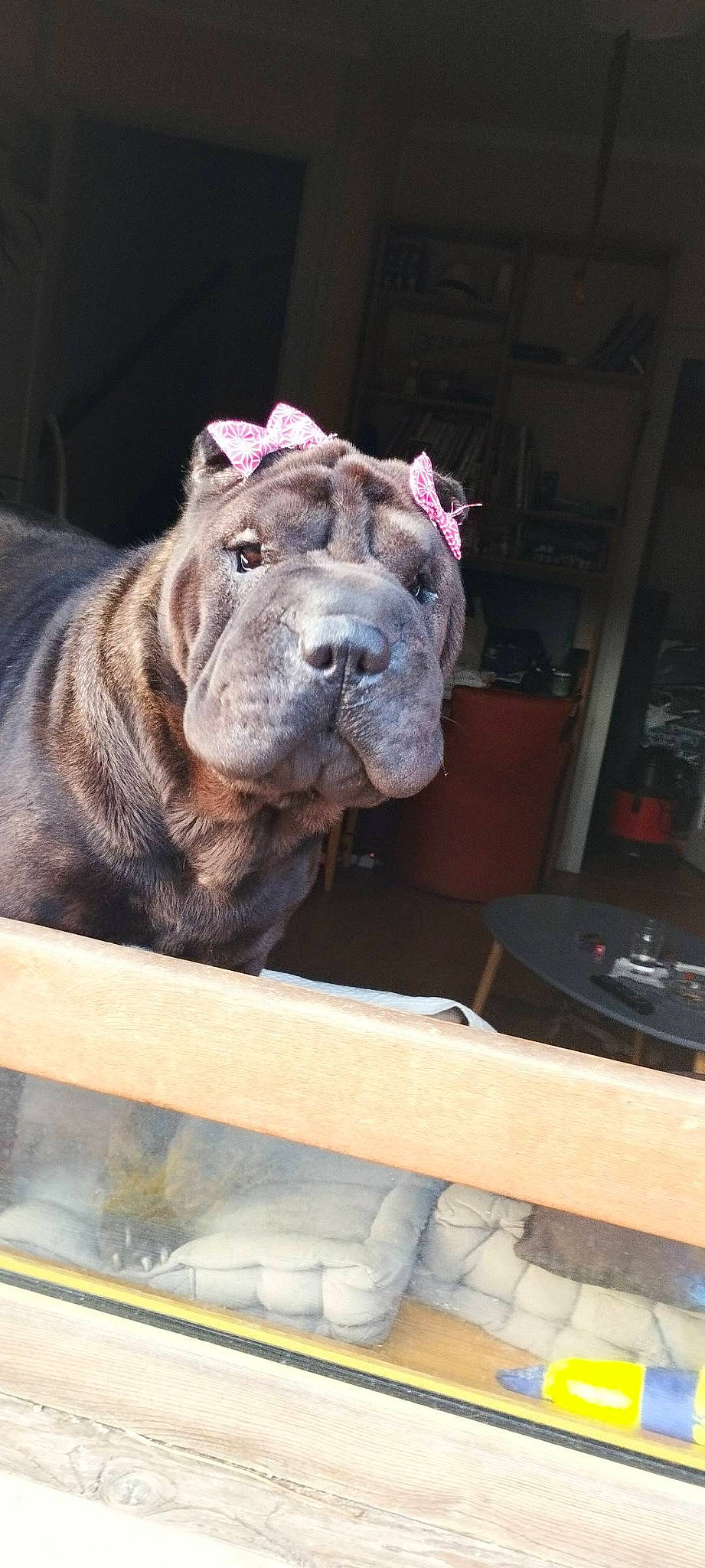 Samba a rejoint le concours — aidez-le/la à gagner de superbes lots ! bulldog, canidae, carnivore, companion_dog, computer_keyboard, dog, dog_breed, fawn, molosser, non_sporting_group, ori_pei, shar_pei, snout, sporting_group, terrestrial_animal, wood, working_animal, working_dog, wrinkle