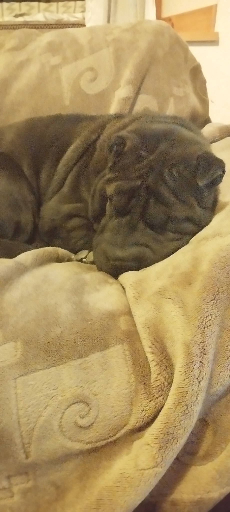 Samba a rejoint le concours — aidez-le/la à gagner de superbes lots ! art, bedding, canidae, carnivore, chest, comfort, companion_dog, dog, dog_breed, fawn, felidae, fur, gesture, linens, nap, snout, sporting_group, whiskers, working_animal, wrinkle