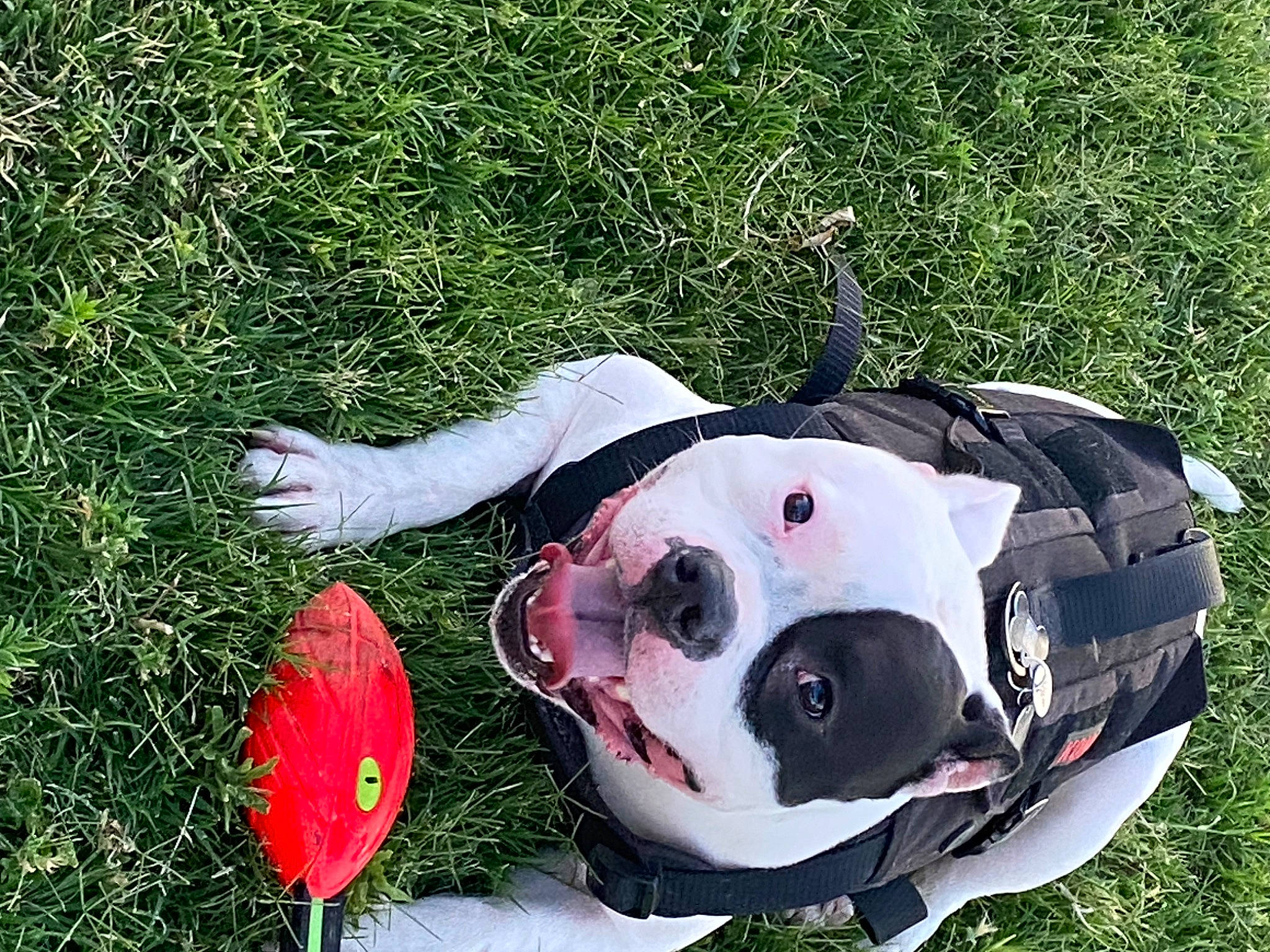 Jewels is registered to the contest to win money with this photo: canidae, carmine, carnivore, collar, companion_dog, dalmatian, dog, dog_breed, fawn, fun, grass, happy, people_in_nature, personal_protective_equipment, plant, snout, sporting_group, toy, tree, working_animal