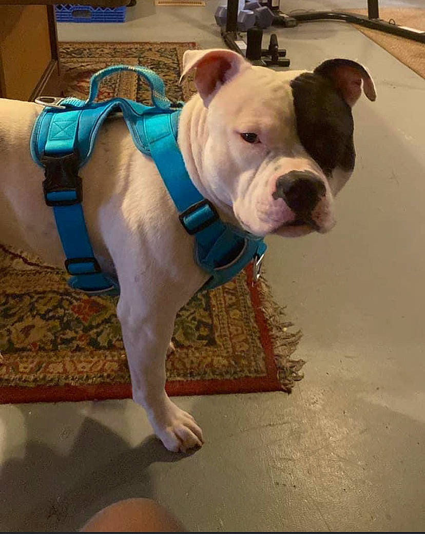 Jewels is registered to the contest to win money with this photo: bag, bulldog, canidae, carnivore, collar, companion_dog, dog, dog_breed, dog_collar, fashion_accessory, fawn, flooring, fur, leash, molosser, pet_supply, snout, sporting_group, working_animal, wrinkle