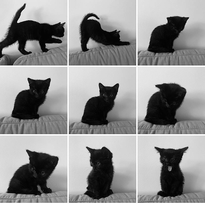 Ganja a rejoint le concours — aidez-le/la à gagner de superbes lots ! black, black_and_white, carnivore, cat, eye, facial_expression, felidae, font, gesture, hair, head, neck, organ, organism, photograph, small_to_medium_sized_cats, standing, textile, whiskers, white