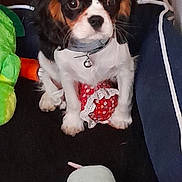 Venus a rejoint le concours — aidez-le/la à gagner de superbes lots ! animal, ball, beagle, canine, cockerspaniel, couch, cushion, dog, furniture, homedecor, hound, papillon, pet, plush, puppy, sport, tennis, tennisball, terrier, toy