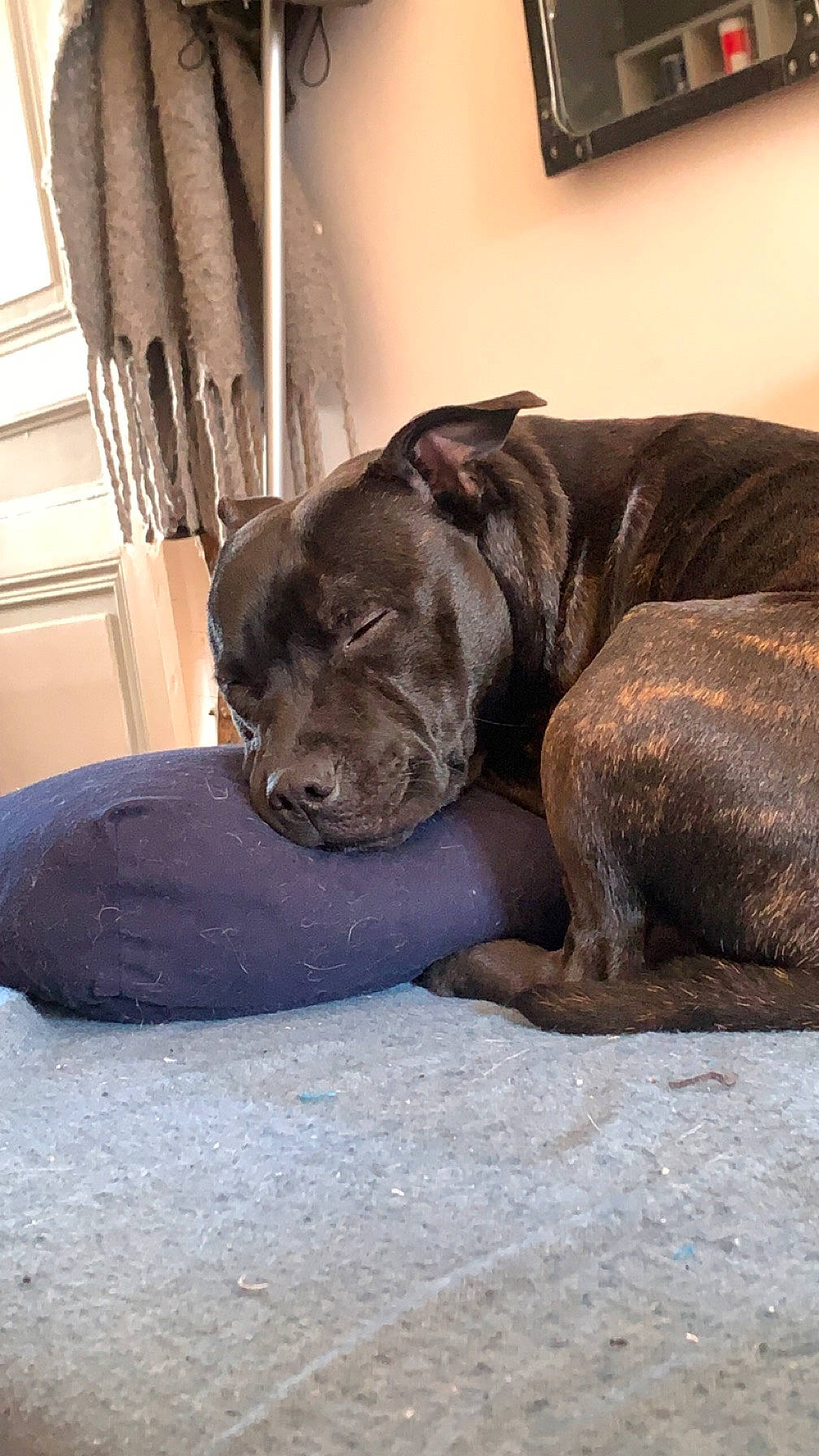 Akeela a rejoint le concours — aidez-le/la à gagner de superbes lots ! canidae, carnivore, comfort, companion_dog, curtain, dog, dog_breed, fawn, fur, guard_dog, hardwood, liver, snout, sporting_group, terrestrial_animal, whiskers, window, wood, working_animal, wrinkle