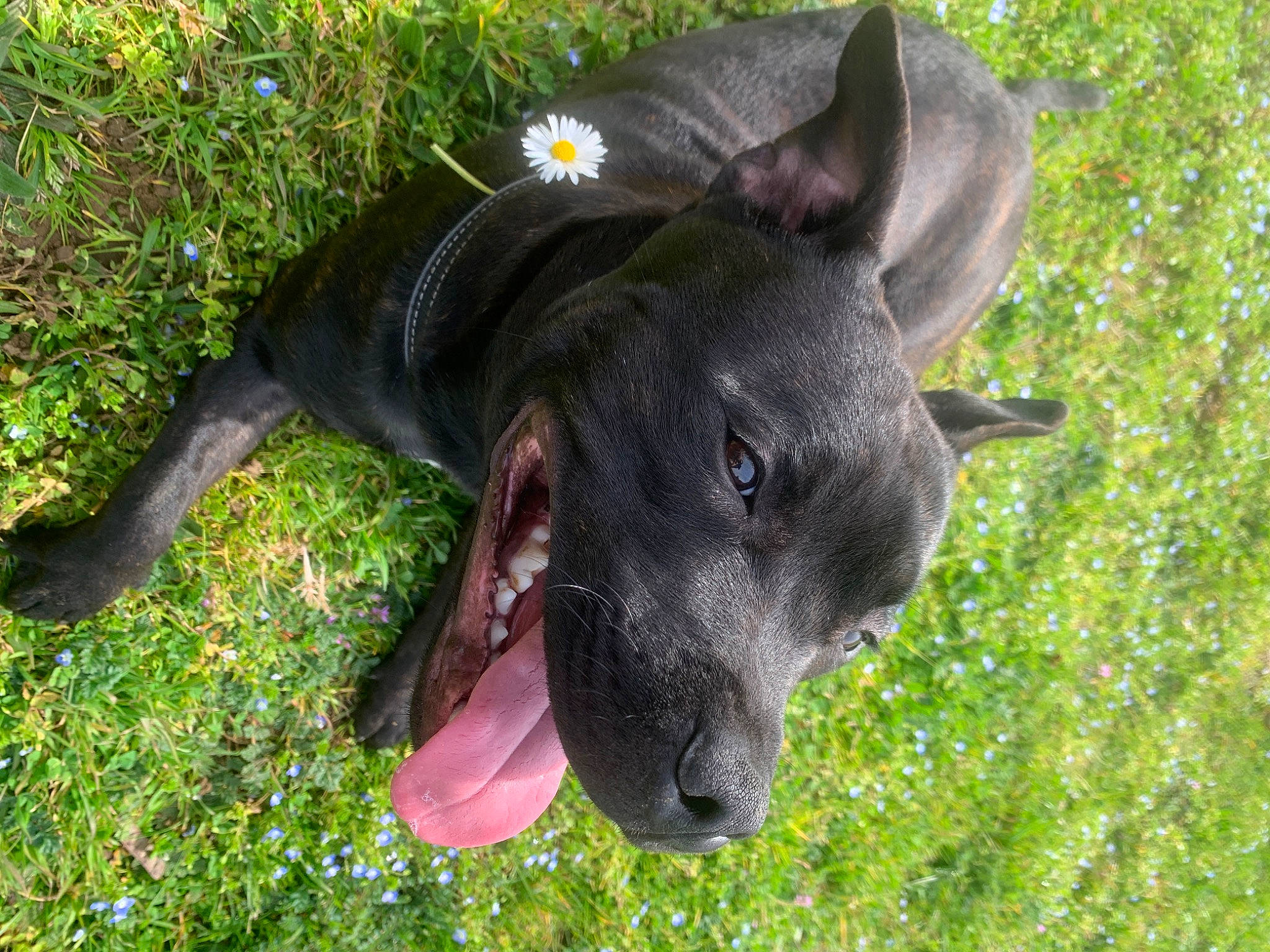 Akeela a rejoint le concours — aidez-le/la à gagner de superbes lots ! borador, canidae, carnivore, collar, companion_dog, dog, dog_breed, dog_collar, eye, fawn, grass, guard_dog, non_sporting_group, plant, snout, sporting_group, tail, terrestrial_animal, whiskers, working_animal