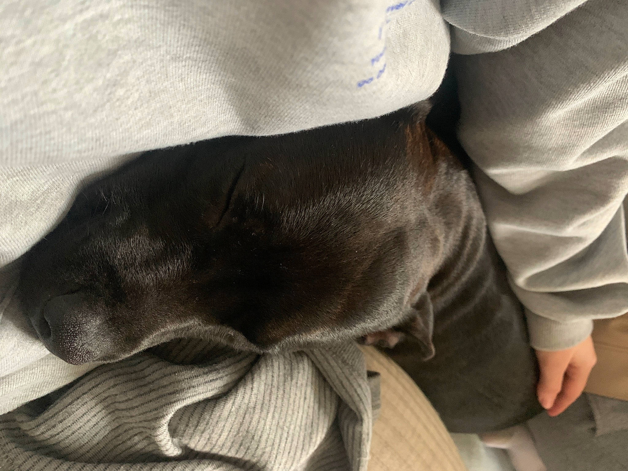 Akeela a rejoint le concours — aidez-le/la à gagner de superbes lots ! carnivore, comfort, companion_dog, dog, dog_breed, fashion_accessory, fawn, foot, fur, gesture, grey, human_leg, knee, linens, liver, sitting, sporting_group, thigh, working_animal, wrist