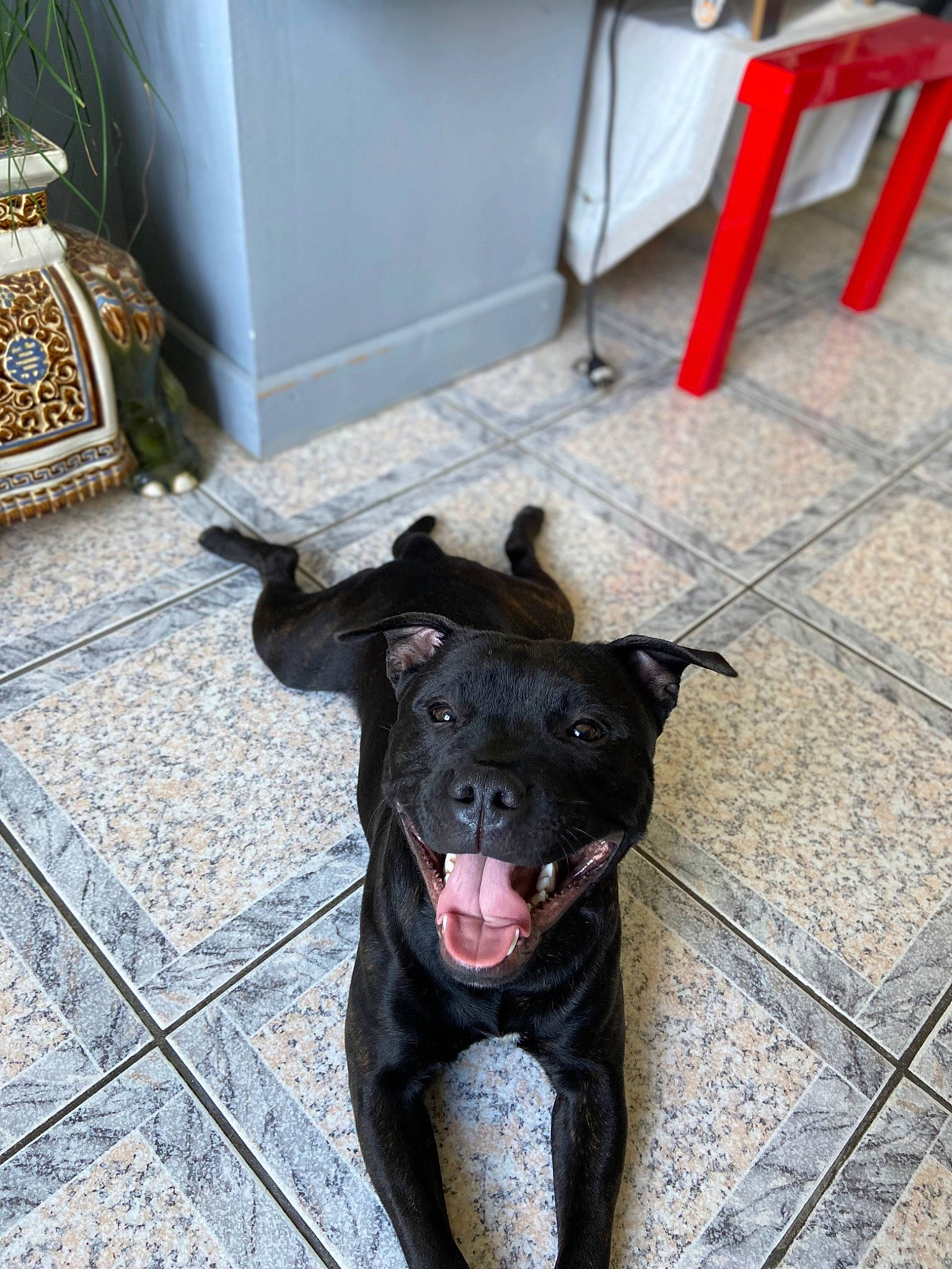 Akeela participe au concours pour gagner de l'argent avec cette photo : borador, canidae, carnivore, collar, companion_dog, dog, dog_breed, fang, flooring, foot, fur, guard_dog, ladder, non_sporting_group, snout, sporting_group, street_dog, tail, whiskers, working_animal