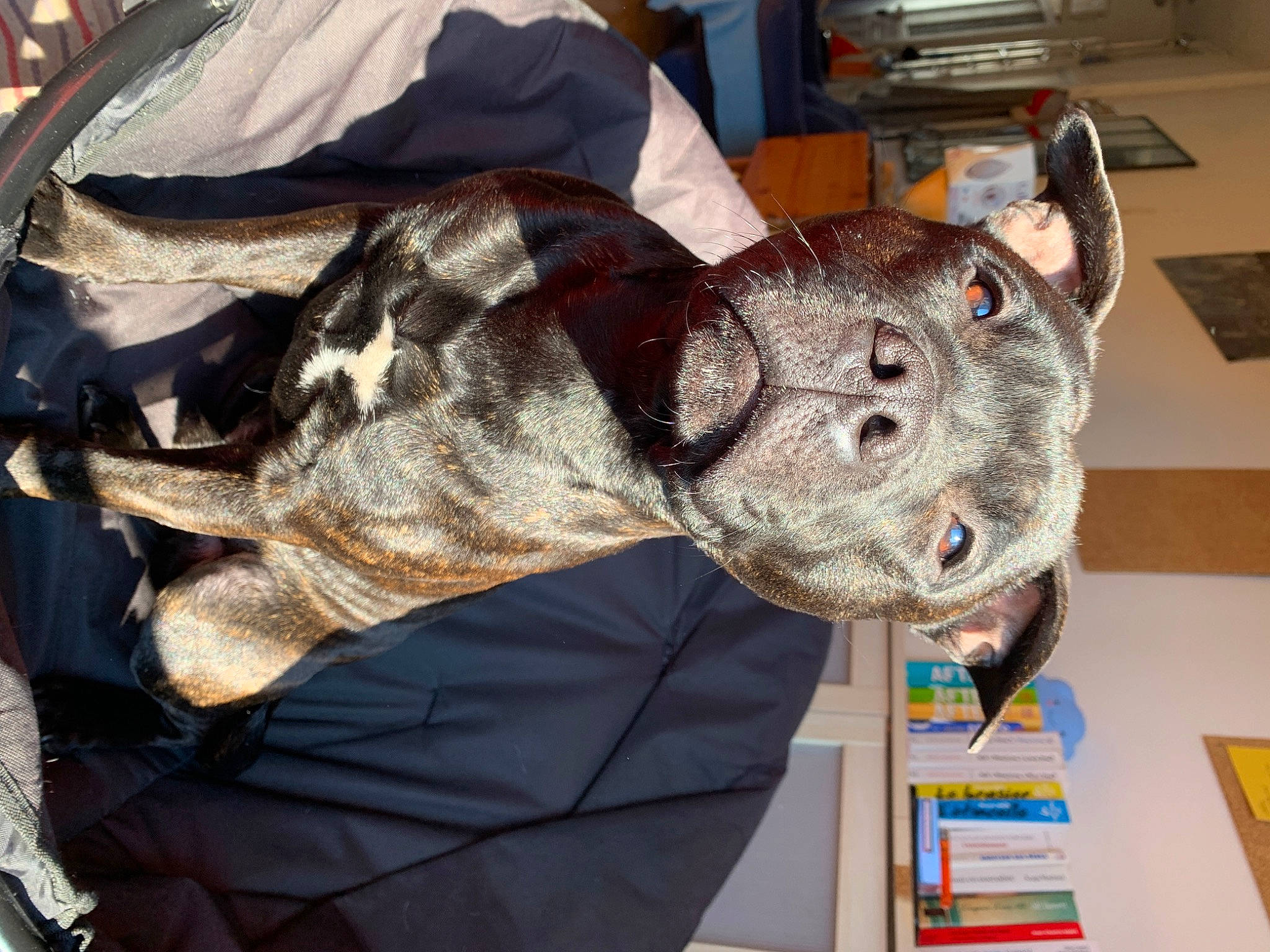 Akeela a rejoint le concours — aidez-le/la à gagner de superbes lots ! canidae, carnivore, collar, companion_dog, dog, dog_breed, ear, fawn, felidae, fur, guard_dog, hat, non_sporting_group, personal_protective_equipment, small_to_medium_sized_cats, snout, sporting_group, whiskers, wool, working_animal